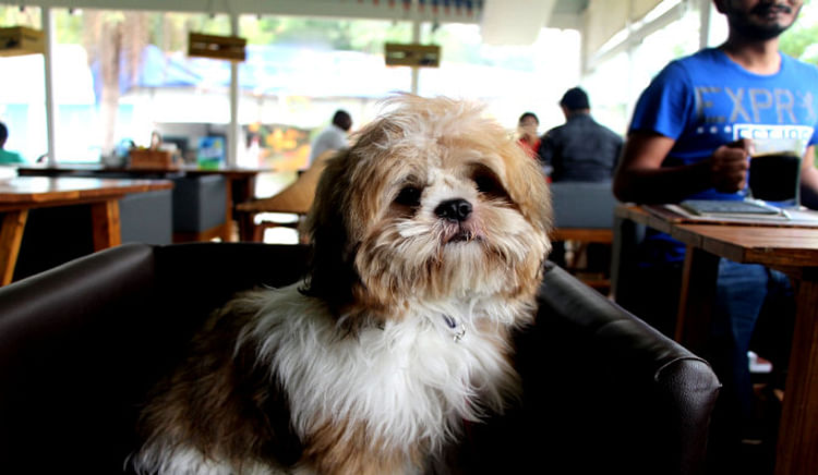 The next time you’re heading out, take your furry friends along with you