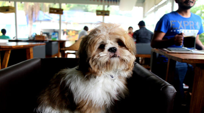 The next time you’re heading out, take your furry friends along with you