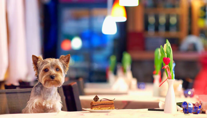 Head over to these pet-friendly places to enjoy your meal without leaving your beloved pets alone at home.