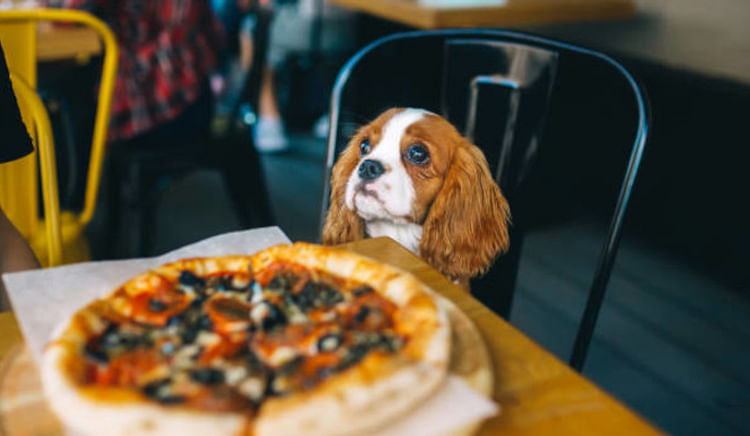 Head here and enjoy a memorable time with your pets
