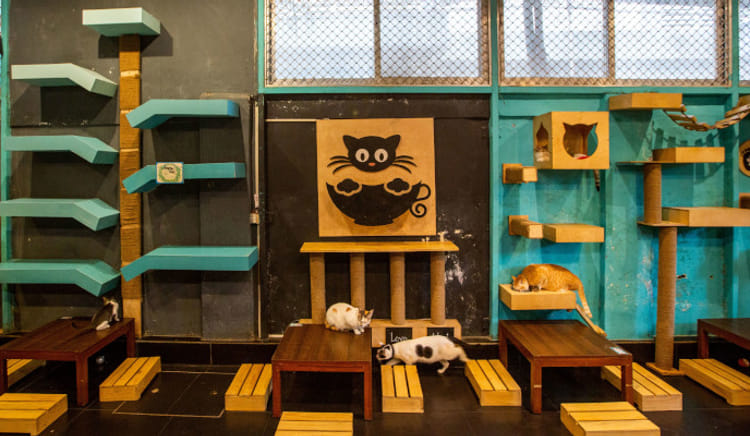 Where good food meets wagging tails in the city