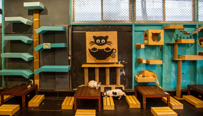 Where good food meets wagging tails in the city