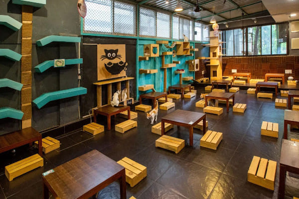 Cat Café Studio, Versova, Western Suburbs
